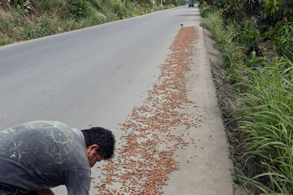 Kakaobohnen werden getrocknet